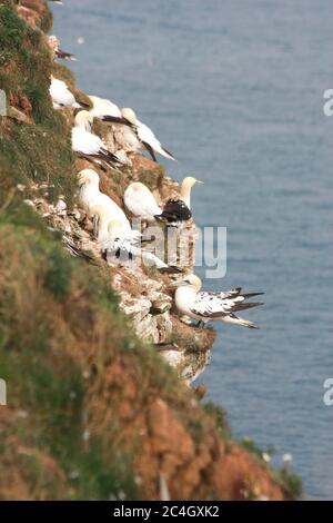 Gannet (Morus Bassanus) Stockfoto