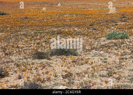 Ein Feld gefüllt mit orangen Namaque Gänseblümchen im Frühling im Namaqua Nationalpark von Südafrika Stockfoto