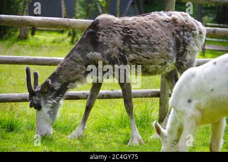 Weibliche und kleine Rentiere fressen Gras in der Nähe von Baumzaun auf der finnischen Farm im Sommer Stockfoto