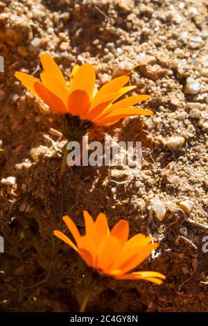 Hinterleuchtete Blüten der Namaqualand Daisy, Dimorphotheca sinuate, gegen einen rauen Sandsteinfelsen in der Namaqua Region in Südafrika Stockfoto