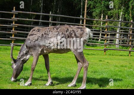 Rentiere mit Geweihen, die Gras in der Nähe des Baumzäuns auf der finnischen Farm fressen Stockfoto