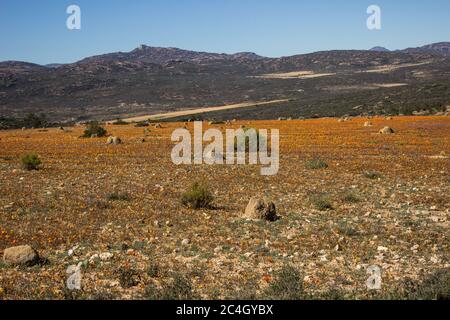 Ein Feld gefüllt mit einem Teppich aus Wildblumen im Frühling im Namaqua Nationalpark von Südafrika Stockfoto