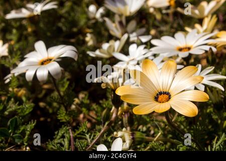 Eine kleine wilde afrikanische Gänseblümchen, Osteospermum pinnatum, aus der Nähe mit einigen der gleichen Arten mit weißen Blüten im Hintergrund Stockfoto