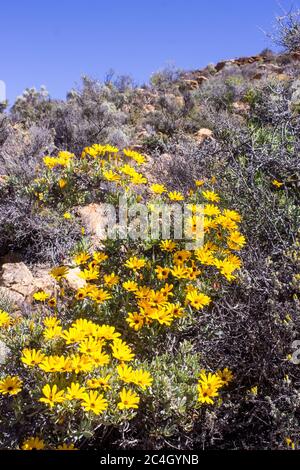 Skaapbos schrubs (Tripteris oppositifolia) in voller Blüte, an einem klaren sonnigen Frühlingstag im Goegap Nature Reserve, Südafrika Stockfoto