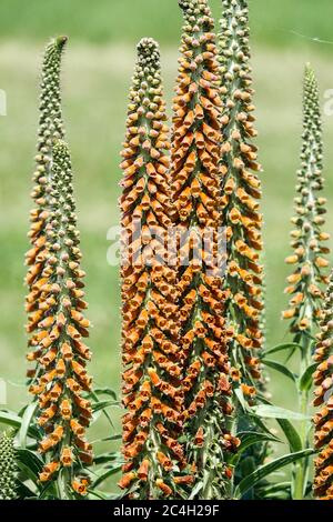 Fingerhut Digitalis parviflora Stockfoto