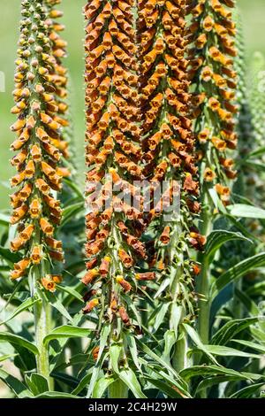 Kleinblühiger Fuchsthandschuh Digitalis parviflora Stockfoto