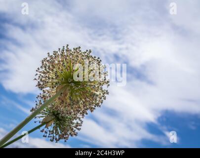 Blumen von Allium aflatunense im Juni an einem sonnigen Tag im Park auf einem blu-Himmel Hintergrund Stockfoto