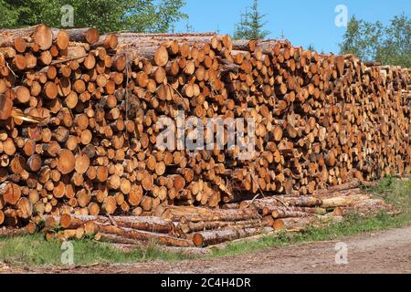 Haufen von gefällten Baumstämmen, meist erkrankte Lärche, im Grizedale Forest im Lake District National Park und UNESCO-Weltkulturerbe, Cumbria, eng Stockfoto