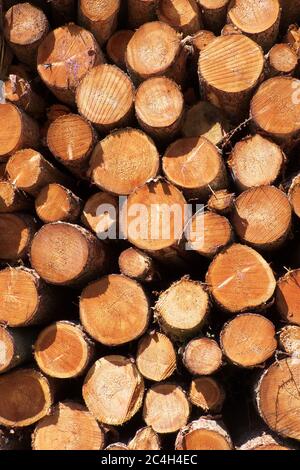 Haufen von gefällten Baumstämmen, meist Lärche, im Grizedale Forest im Lake District National Park und UNESCO-Weltkulturerbe, Cumbria, England Stockfoto