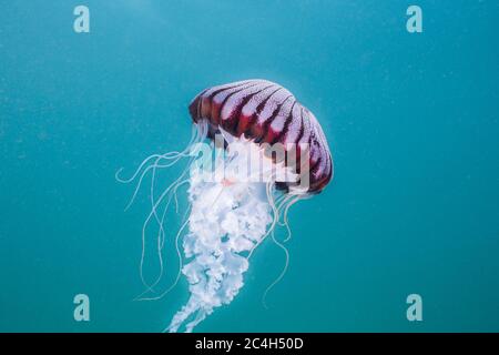 Kompassquallen (Chrysaora hysoscella) im offenen Wasser schwimmen. Schöner weißer Körper mit radialem Braun/Rosa Muster auf der Glocke. Stockfoto