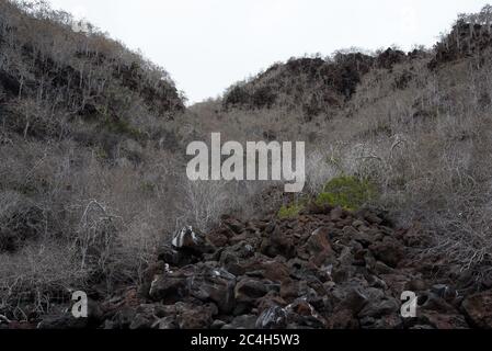 Palo santo Bäume in der Nähe der Lavafelsenküste der Insel Rábida im Galapagos Archipel. Stockfoto