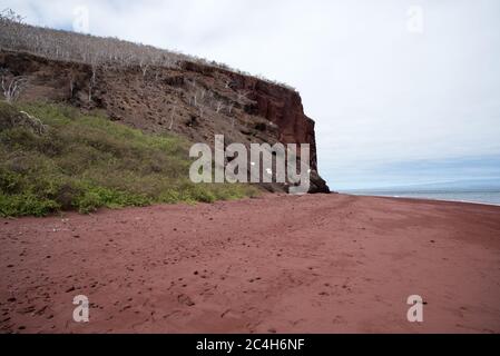 Palo santo Bäume hinter dem roten Sandstrand der Insel Rábida im Galapagos Archipel. Stockfoto