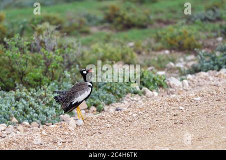 Nördliche Schwarze Korhaan (Afrotis afraoides) auch bekannt als die Weißkiefer-Trappe im Etosha Nationalpark, Namibia, Afrika Stockfoto