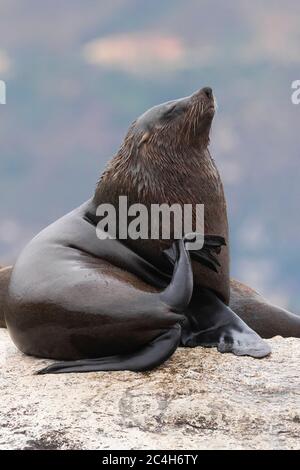 Kapfellrobbe (Arctocephalus pusillus), erwachsener Mann, der sich am Hals kratzt, Westkap, Südafrika Stockfoto