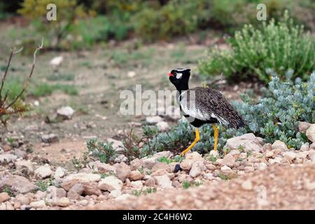 Nördliche Schwarze Korhaan (Afrotis afraoides) auch bekannt als die Weißkiefer-Trappe im Etosha Nationalpark, Namibia, Afrika. Stockfoto