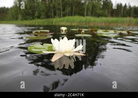 Seerosen in Mäntyharju, Finnland Stockfoto