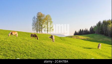 Haflinger Ponys grasen auf einem Feld. Bayern, Deutschland Stockfoto