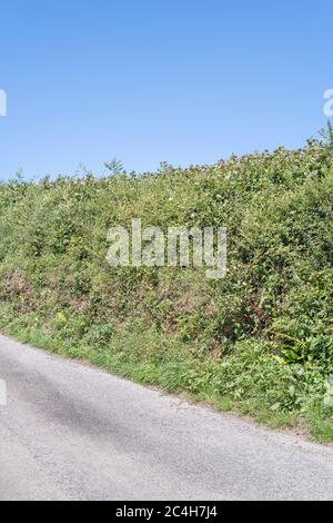 Typisch hoch gelenkte kornische Landstraße bei Sonnenschein. Die hohen, mit Hecken überhöhte Hecken sind typisch für den Südwesten. Britische Landstraßen Metapher, die Straße vor. Stockfoto