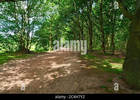 Ein breiter, menschenverlasser, sonnenbeschienener Pfad zwischen den Bäumen des Sherwood Forest an einem Sommermorgen Stockfoto