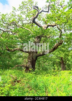 Eine verdrehte alte Eiche, umgeben von dichtem Unterholz im Sherwood Forest. Stockfoto