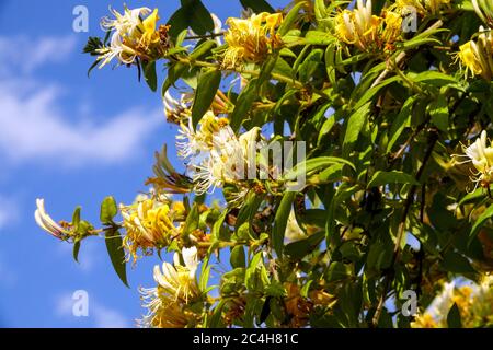 Strauch Honeysuckle Lonicera acuminata Stockfoto