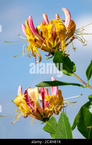 Honigseim Lonicera periclymenum 'Belgica' Stockfoto