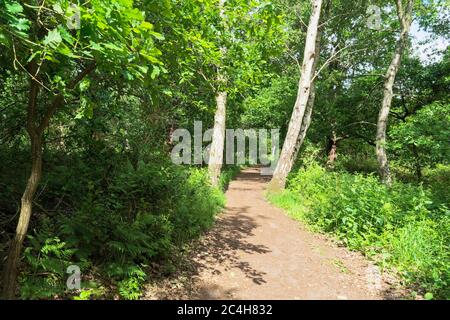 Menschenleerer schmaler Fußweg durch die Bäume des Sherwood Forest an einem Sommermorgen. Stockfoto