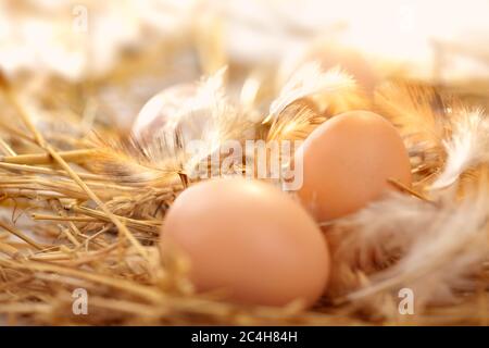 Nahaufnahme von Hühnereiern auf dem Nest. Frische Eier in einem Nest mit den Strahlen des ersten Morgenlichts. Stockfoto