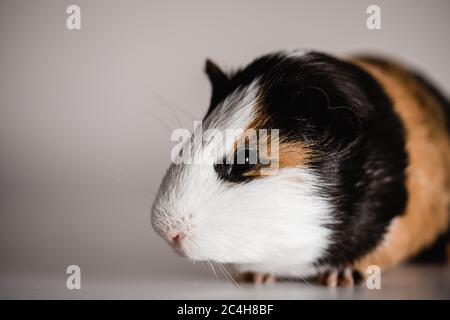 dreifarbig amerikanisches Meerschweinchen mit Platz für Kopieplatz Stockfoto