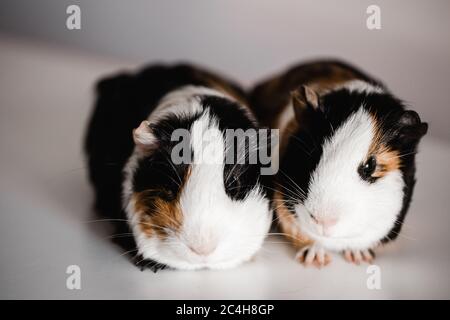 Zwei dreifarbige Bräune, blank und weiß amerikanische Rasse Meerschweinchen sitzen nebeneinander, geringe Tiefenschärfe selektive Fokus mit einem Makro genommen Stockfoto