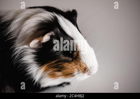 Dreifarbiges gesicht des amerikanischen Meerschweinchens Stockfoto