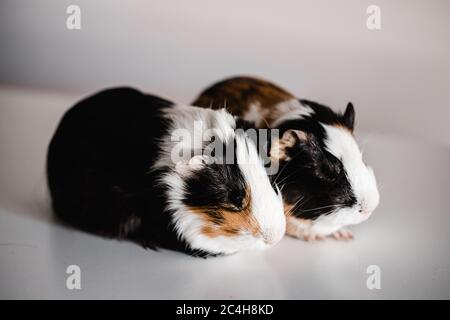 Zwei dreifarbige Bräune, blank und weiß amerikanische Rasse Meerschweinchen sitzen nebeneinander, geringe Tiefenschärfe selektive Fokus mit einem Makro genommen Stockfoto