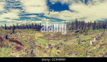 Panoramablick auf eine Lichtung mit alten, verwelkten Baumstämmen mit einem Bergwald im Hintergrund Stockfoto