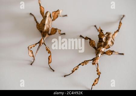 Zwei stachelige Blattinsekten, ein Make auf der linken Seite und ein Weibchen auf der rechten Seite (Extatosoma tiaratum) Stockfoto