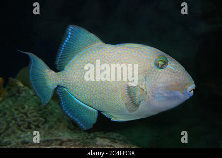 Blauer Drückerfisch Pseudobalistes fuscus Stockfoto