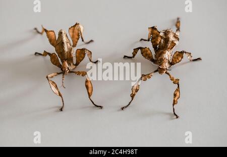 Zwei stachelige Blattinsekten, ein Männchen links und ein Weibchen rechts (Extatosoma tiaratum) Stockfoto