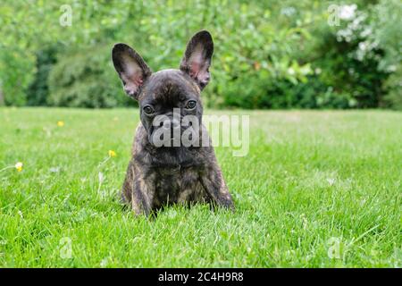 Welpe schwarz braun brindle Französisch Bulldogge sitzt im Gras. Natürlicher Hintergrund Stockfoto