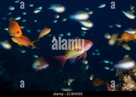 Lyeinzelhandel Anthias oder Juwel Fee Basslets (Pseudanthias squamipinnis) Nahaufnahme Stockfoto