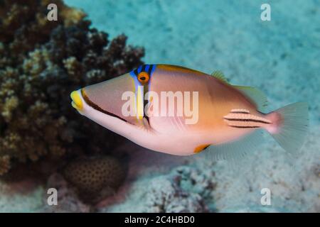 Picasso-Drückerfisch (Rhinecanthus aculeatus) Seitenansicht Schwimmen Stockfoto