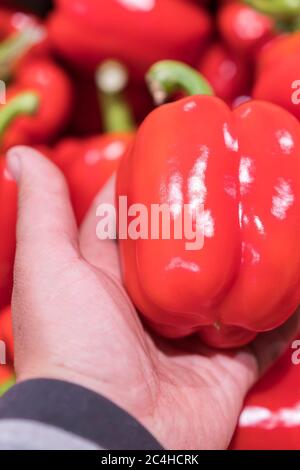 Ein Mann wählt rote Paprika in einem Lebensmittelgeschäft, auf dem Markt. Hand den Pfeffer aus einem Gemüsekorb nehmen. Die Hand des Mannes hält den roten Paprika Stockfoto