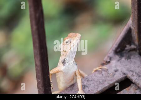 Oriental Garden Lizard (Calotes versicolor) Klettern auf einem Metallgeländer Stockfoto