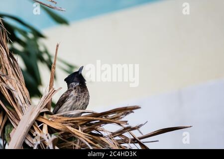 Rot belüftete bulbul (Pycnonotus cafer) Blick nach oben während in einem Nest Stockfoto