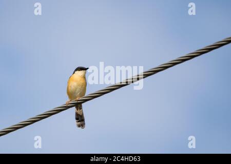 Portrait von Ashy Prinia (Prinia socialis) aufgenommen, während sie auf einer Powerline mit blauem und klarem Himmel im Hintergrund sitzt Stockfoto