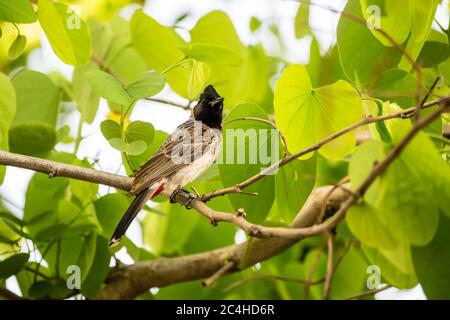 Rot belüftete bulbul (Pycnonotus cafer) Sitzend auf einem Baum mit leuchtend grünen Blättern Stockfoto