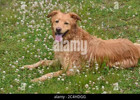 Liebenswert Yarmouth toller Hund nass nach einem Teich schwimmen. Stockfoto