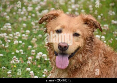 Fantastischer Blick in das Gesicht eines nassen tollerretriever Hundes. Stockfoto