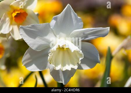 Narzisse 'Thalia', die im Frühling im Freien wachsen Stockfoto