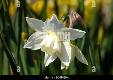 Narzisse 'Thalia', die im Frühling im Freien wachsen Stockfoto