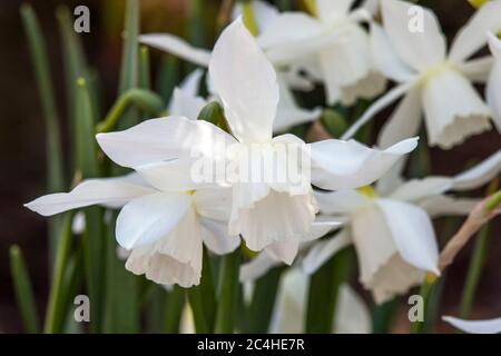 Narzisse 'Thalia', die im Frühling im Freien wachsen Stockfoto