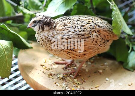 Porträt einer schönen japanischen Wachtel, die vor grünen Zweigen in einer Voliere steht Stockfoto